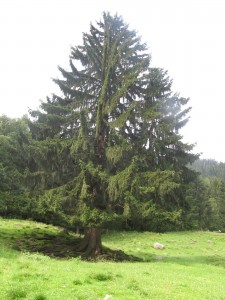 gemeinsam vital wachsen wie ein baum