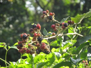 gemeinsam vital - wilde brombeeren