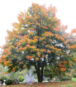 gemeinsamvital herbstzauber ahorn