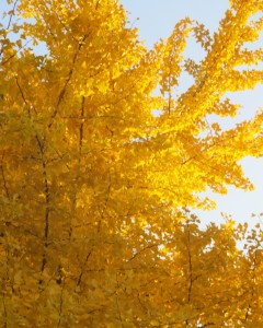 gemeinsamvital herbstzauber in gelb