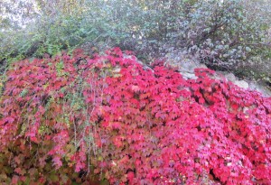 gemeinsamvital herbstzauber in rot wilder wein